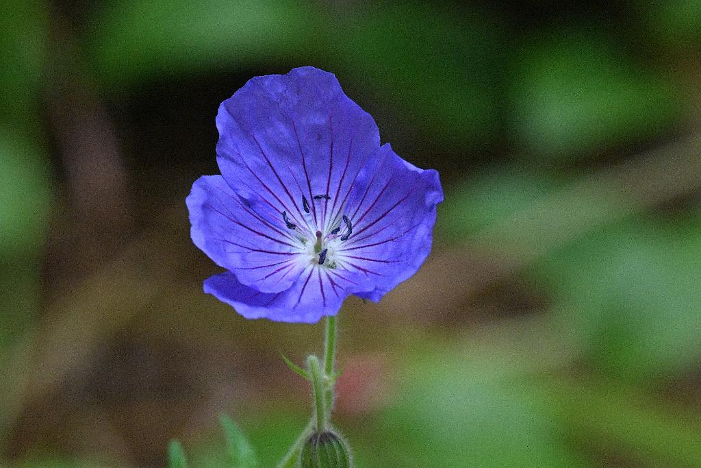 2025-06138966 Tower Hill Botanic Garden, MA.JPG - HArdy Geranium. New England Botanic Garden at Tower Hill, MA, 6-13-2025